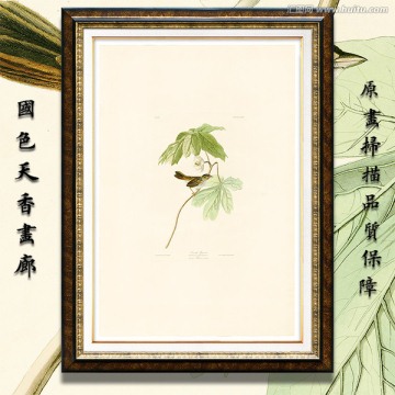 小鳥(niǎo)溫馨油畫(huà) 高清品質(zhì)