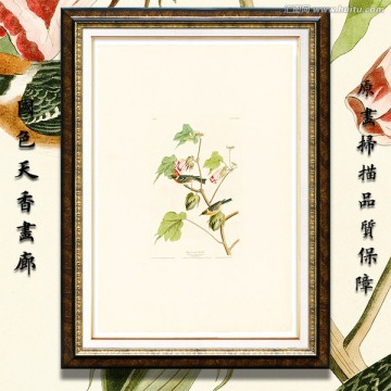 鳥類花卉蝴蝶 高清油畫