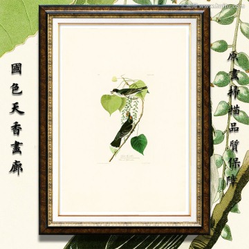 鳥類花卉蝴蝶 高清油畫