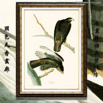 鷹 高清手繪