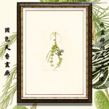 花鳥水彩畫 高清