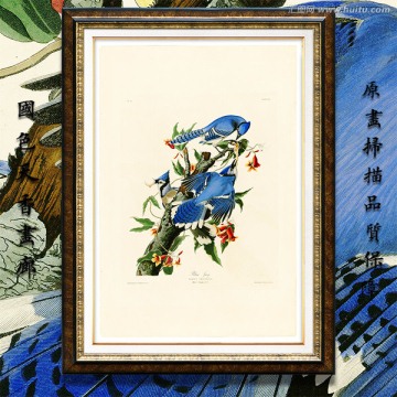 花鳥水彩畫 高清