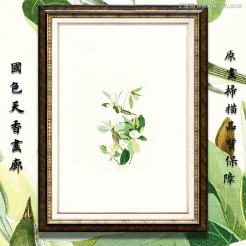 小鳥花卉 高清