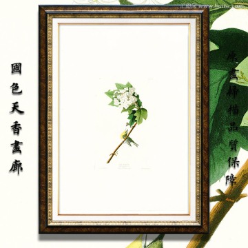 小鳥花卉
