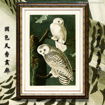 貓頭鷹鳥類花卉油畫 高清