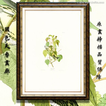 鳥類花卉油畫 高清