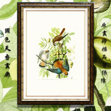 鷹隼鳥類花卉油畫 高清