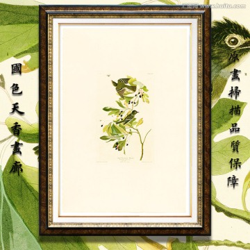 鳥類花卉油畫 高清