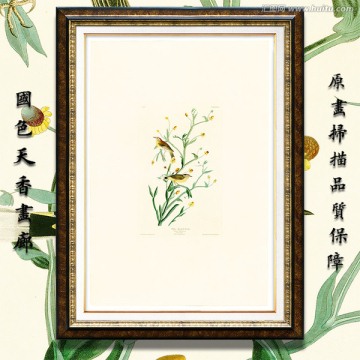 花鳥鳥類花卉油畫 高清