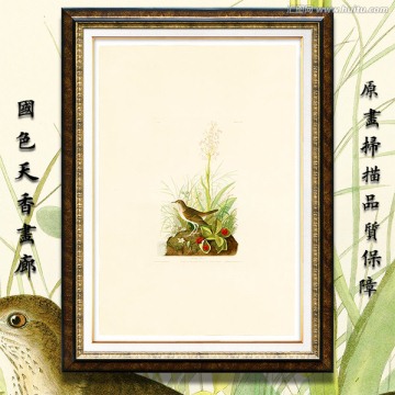 鳥類花卉油畫 畫廊高清品質(zhì)