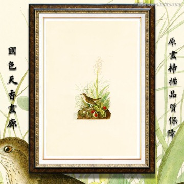 鸟类花卉油画 画廊高清品质