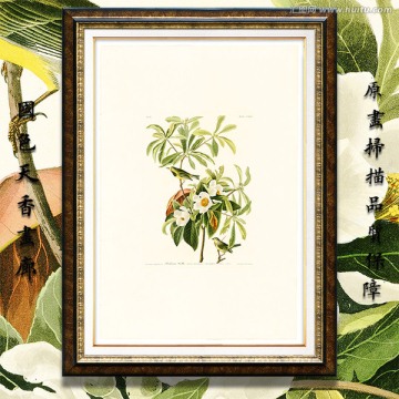 鳥類花卉水彩畫 畫廊高清品質(zhì)