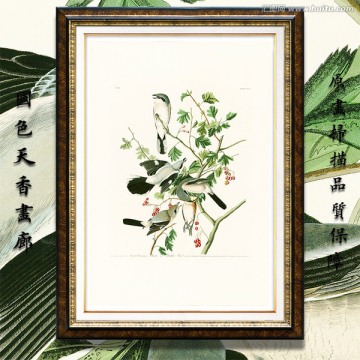鳥(niǎo)類(lèi)水彩畫(huà) 畫(huà)廊高清品質(zhì)