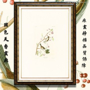 鳥語花香鳥類水彩畫 畫廊高清