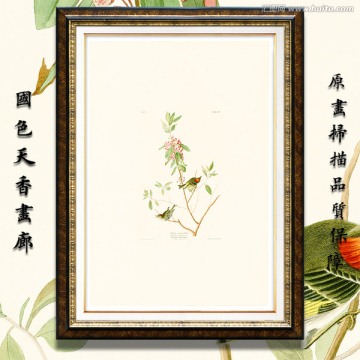 鳥(niǎo)語(yǔ)花香鳥(niǎo)類(lèi)水彩畫(huà) 畫(huà)廊高清
