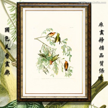小鳥鳥類水彩畫 畫廊高清品質(zhì)