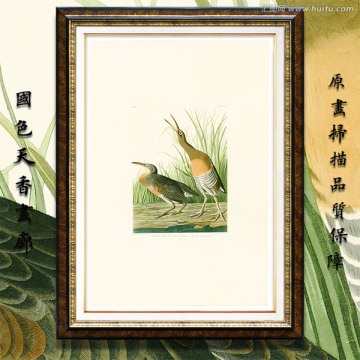 鹭鸶鸟类水彩画 画廊高清品质