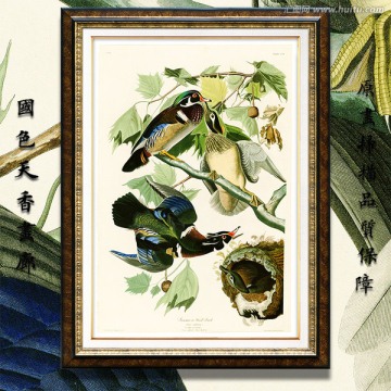 鴛鴦鳥類水彩畫 畫廊高清品質