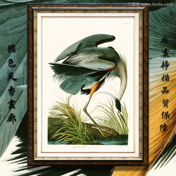 鷺鷥鳥(niǎo)類(lèi)水彩畫(huà) 畫(huà)廊高清品質(zhì)