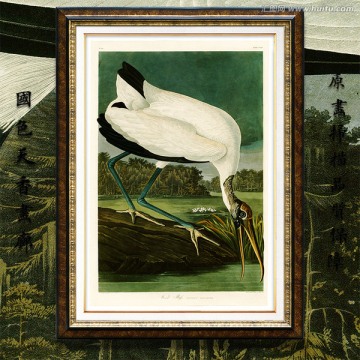 鸟类水彩画 画廊高清品质