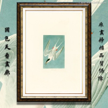 海燕鸟类水彩画 画廊高清品质