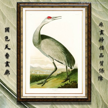 鸟类油画 画廊高清品质