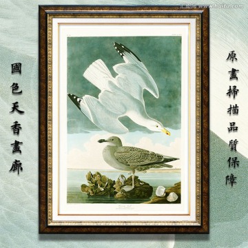 海鸟手绘 画廊高清品质