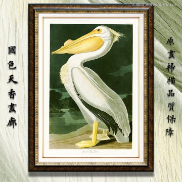 鵜鶘手繪 畫廊高清品質