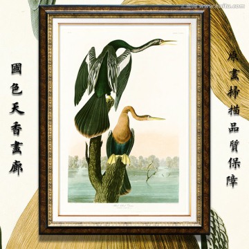 鱼鹰手绘 画廊高清品质