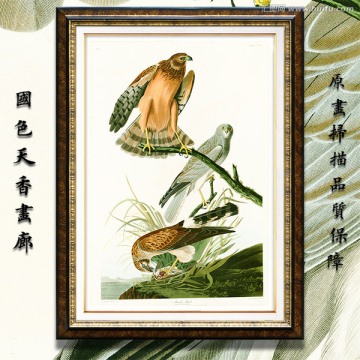 老鷹猛禽 畫(huà)廊品質(zhì)