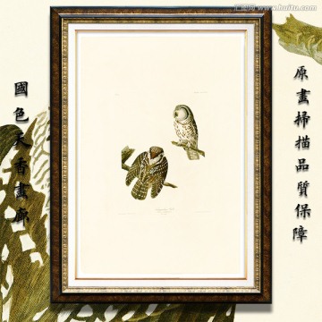 花鳥(niǎo)油畫(huà) 高清大圖