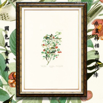 花鳥(niǎo)油畫(huà) 高清大圖