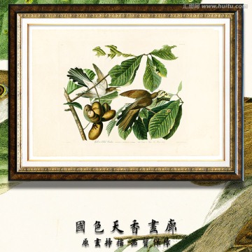 鳥類花卉花草 高清品質(zhì)