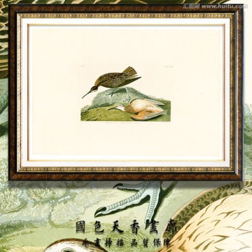 唯美鳥類油畫 高清品質(zhì)