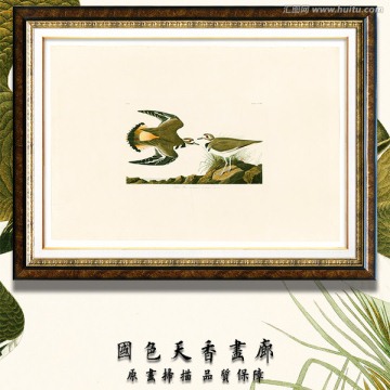 鳥類裝飾畫 畫廊品質(zhì)