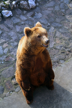 棕熊 狗熊