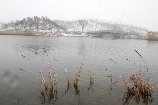 湿地风光 雪景