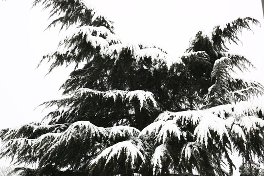 雪景