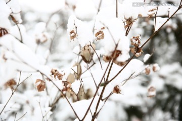 雪景