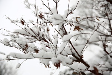 雪景