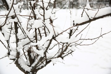 雪景