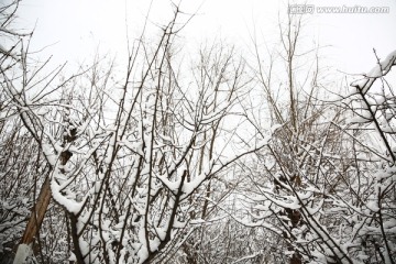 雪景