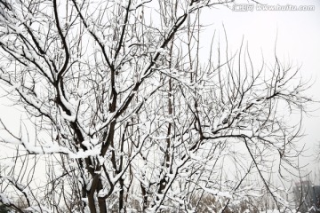 雪景