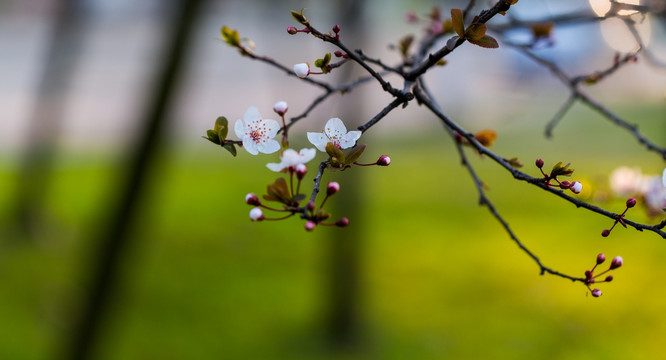 红叶李