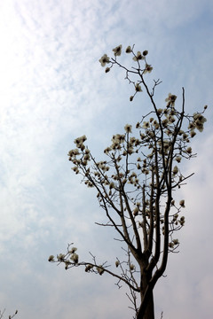 玉兰树