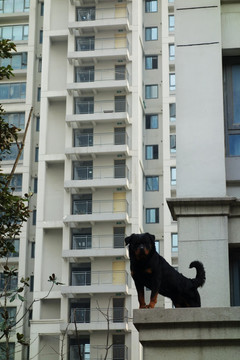 楼顶上的黑狗