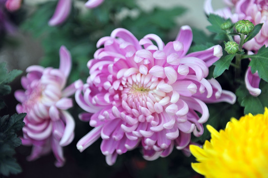 菊花（高清） 紫菊花 耐寒花
