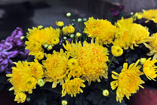 黄色花 鲜花盛开 菊花瓣