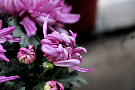 菊花蕾 花蕾 花苞 菊花