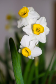 水乡花 特写